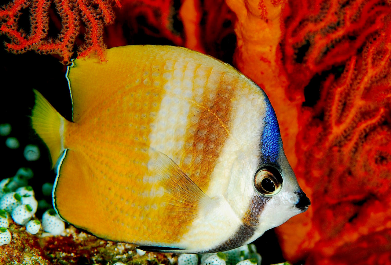 Chaetodon kleinii (Pesce farfalla di Klein)